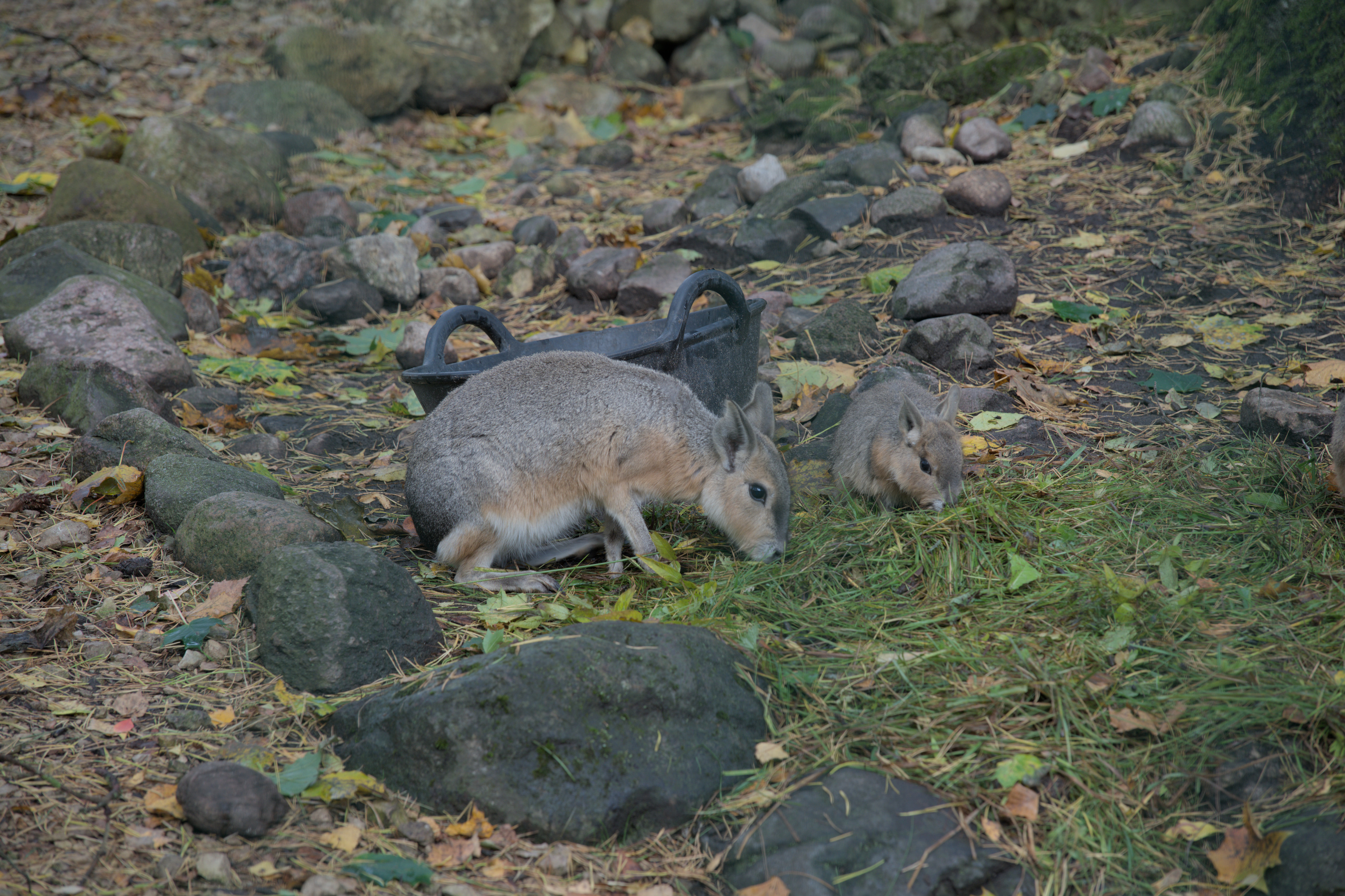 2025/10/12 - zoo/DSC_0013.jpg